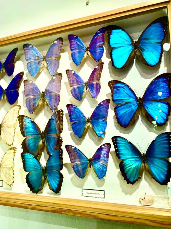 Villa Butterfly Βουδαπέστη Εξωτερικό φωτογραφία